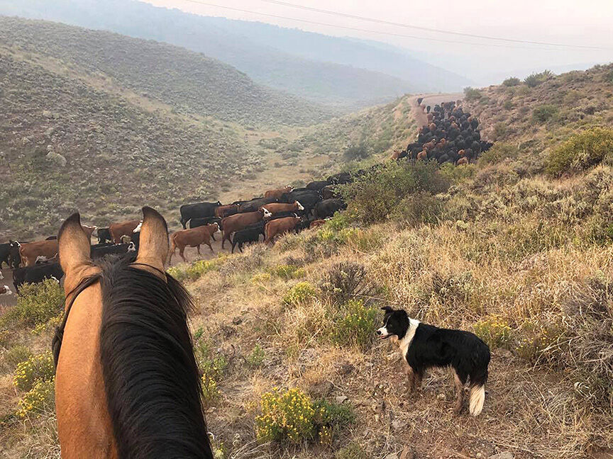 Cow calf pairs Grizzly Gulch fire